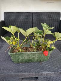 fragole in vaso