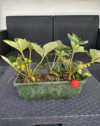 fragole in vaso