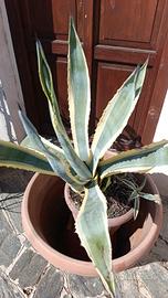 agave 