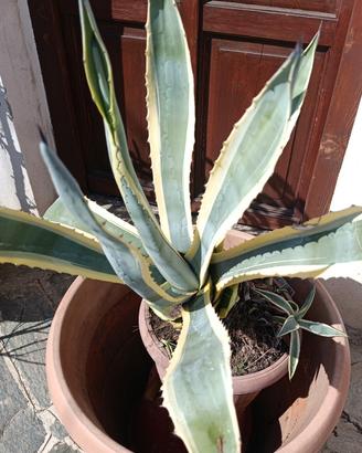 agave 