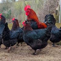 Galline selezionate MARANS