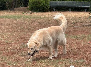 Golden Retrive desideroso di diventare papà per