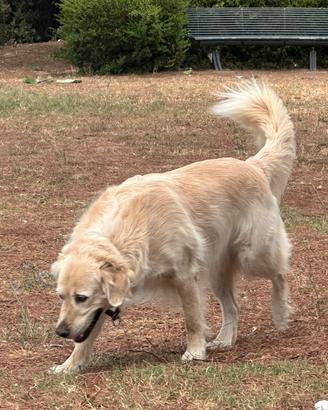 Golden Retrive desideroso di diventare papà per