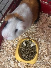 Cavia