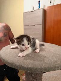 Gatto incrocio europeo