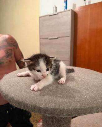 Gatto incrocio europeo