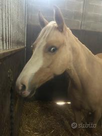 Quarter horse reining