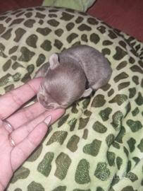 Cuccioli di chihuahua micro