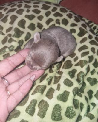 Cuccioli di chihuahua micro