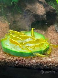 Neocaridine Davidi Yellow Gold