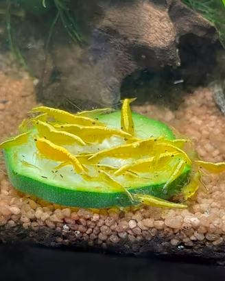Neocaridine Davidi Yellow Gold