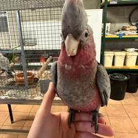 Cacatua Roseicapilla