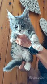 Maine coon