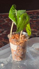Alocasia Polly