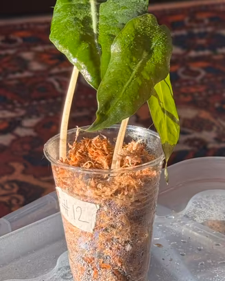 Alocasia Polly