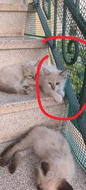 Gattino Tortie Point S. di Birmania pelo semilungo