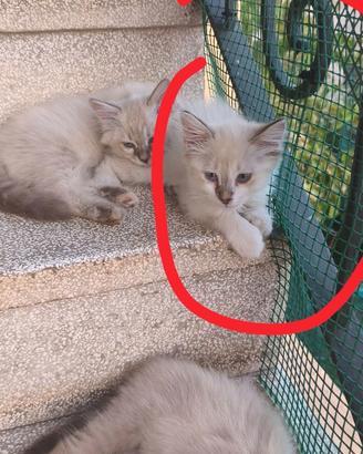 Gattino Tortie Point S. di Birmania pelo semilungo