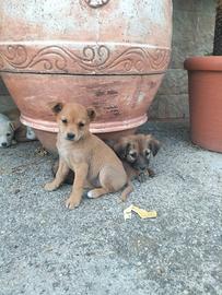Cani meticci