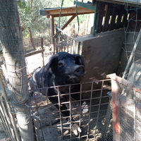 Maiale Verro Nero D'Abruzzo