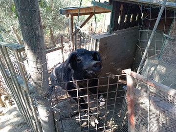 Maiale Verro Nero D'Abruzzo
