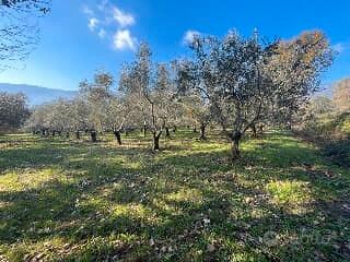 Terreno Con uliveto Castel Morrone CE