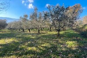 Terreno Con uliveto Castel Morrone CE