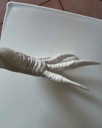 Dinosauro - braccio sinistro di Ceratosaurus