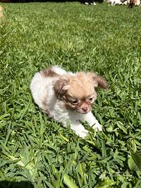 Cucciolo di chihuahua puro