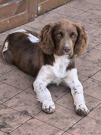 Springer spaniel