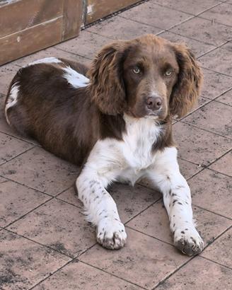 Springer spaniel