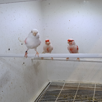 Canarini mosaico rosso