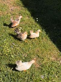 Pulcinotti Serama Malese sessati