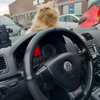 Maschietto Persiano Ipertipico