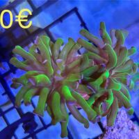 Talee coralli lps acquario marino