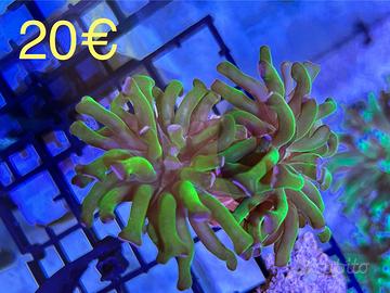 Talee coralli lps acquario marino