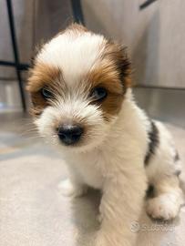 Biewer Yorkshire terrier