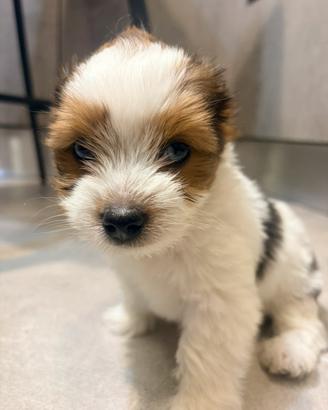 Biewer Yorkshire terrier