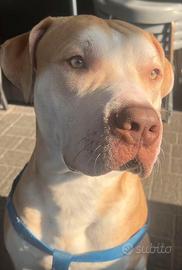 Cane Amstaff taglia media