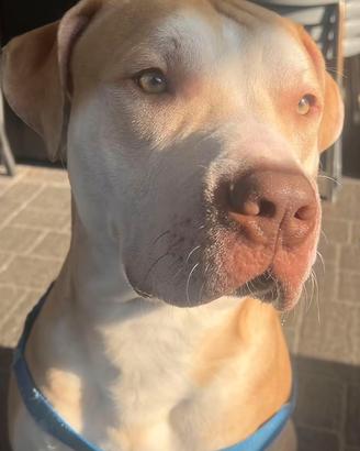 Cane Amstaff taglia media