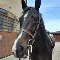 Cavalla da scuola e passeggiata