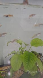 Guppy maschio e femmina