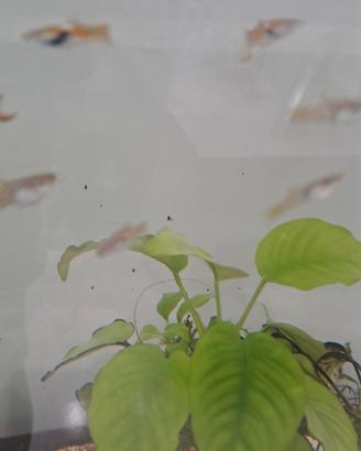 Guppy maschio e femmina