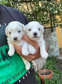 Maltesi cuccioli e barboncini cuccioli