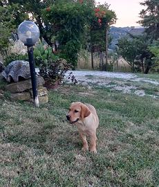 Cuccioli di labrador
