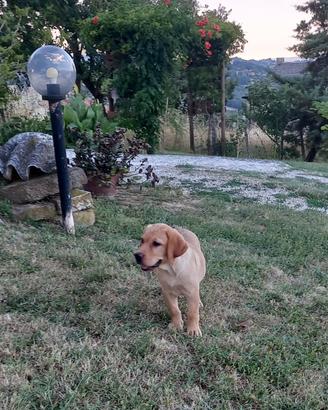 Cuccioli di labrador