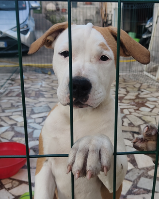 Amstaff