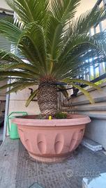 cycas
