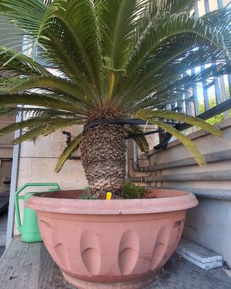 cycas