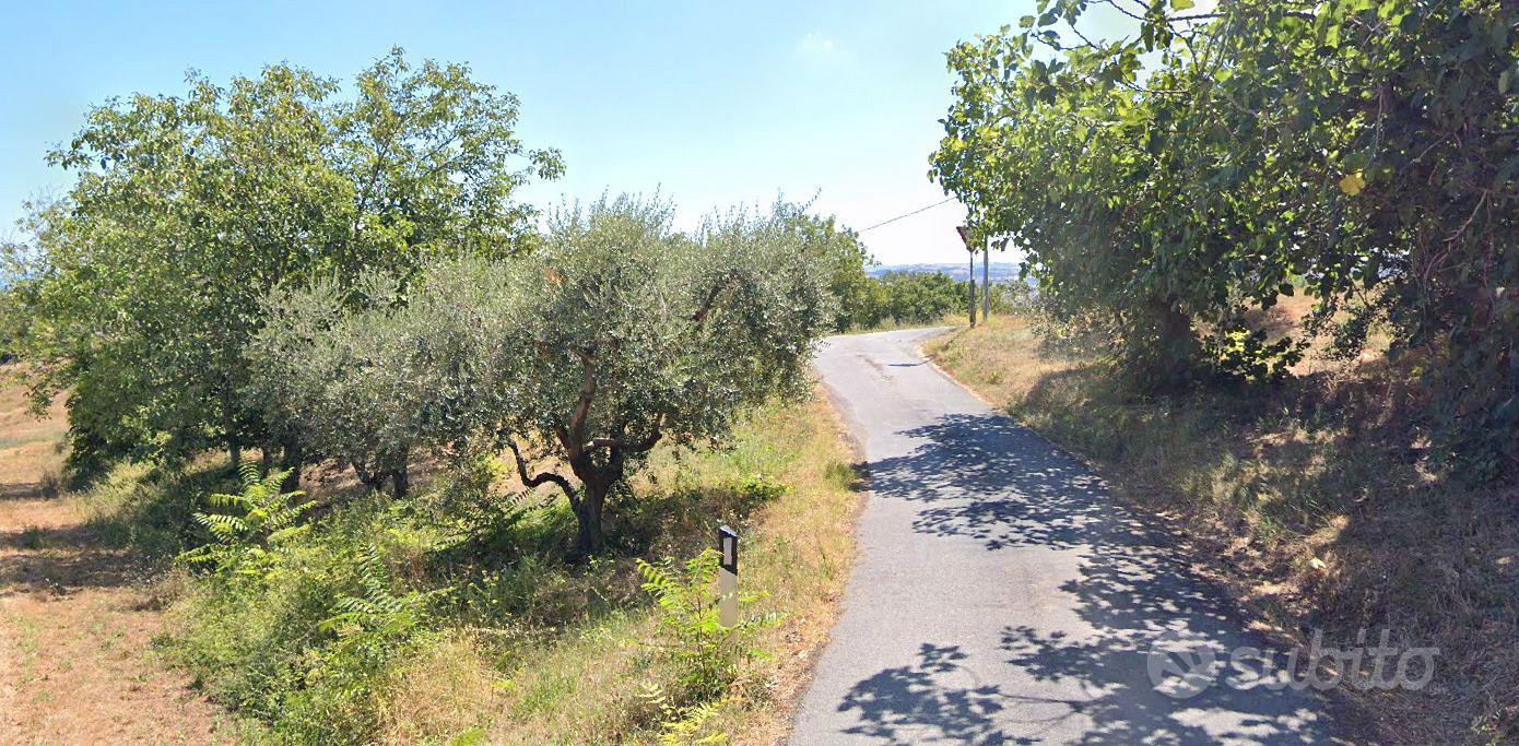 Terreno agricolo 1.300 m² con 39 ulivi produttivi - Vista 5