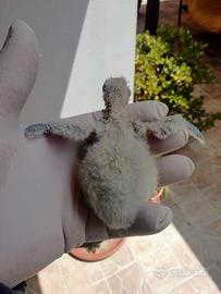 Parrocchetti monaci